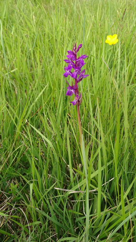 Dactylorhiza traunsteineri 32.jpg &copy; Joachim Lutz