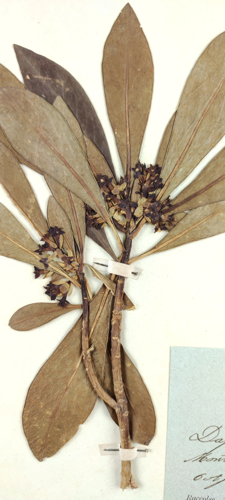 Dettaglio - Daphnaceae Daphne laureola Lin. Erbario Frizzi Perugia n. 1215.jpg &copy; Giuseppe Frizzi