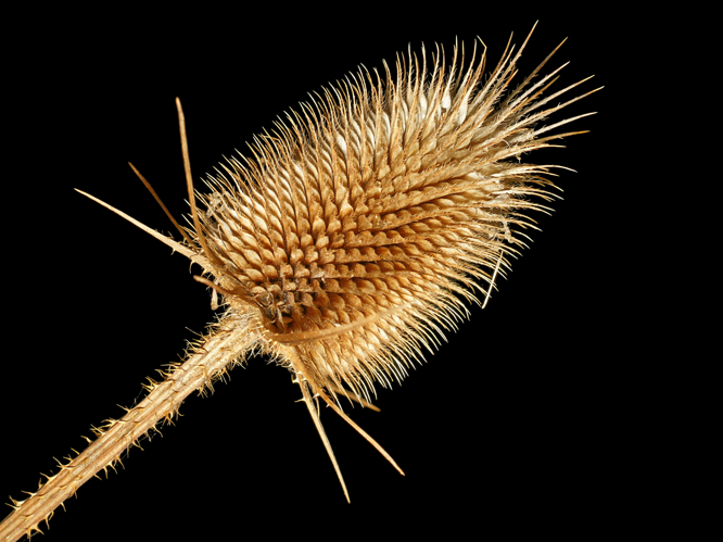 Dipsacus laciniatus L.jpg &copy; Alexander Klink
