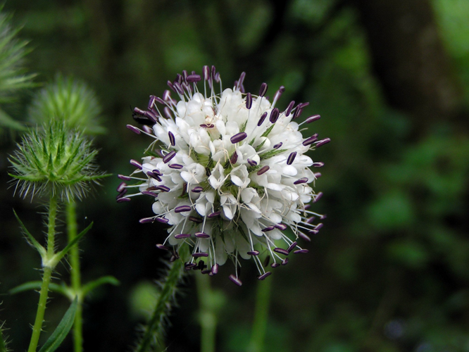 Dipsacus pilosus01.jpg &copy; No machine-readable author provided. Pethan assumed (based on copyright claims).