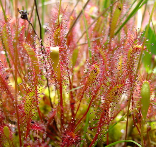 Drosera anglica ne1.JPG &copy; No machine-readable author provided. NoahElhardt assumed (based on copyright claims).