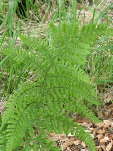 Dryopteris dilatata im weissen moor2.jpg &copy; Southgeist