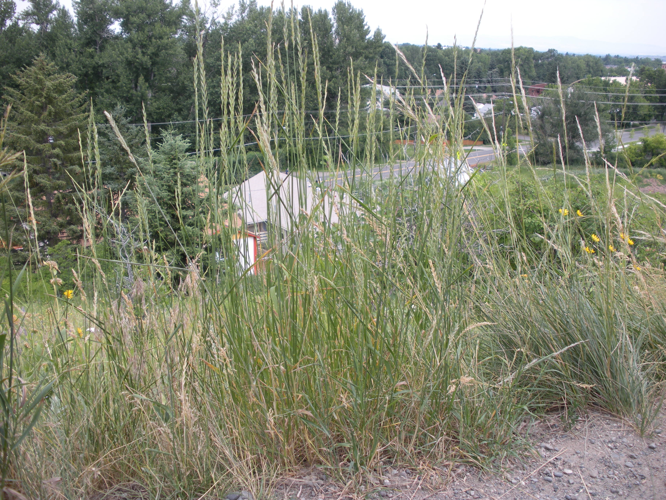 Elymus repens (3739414296).jpg &copy; Matt Lavin from Bozeman, Montana, USA