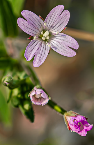 (MHNT) Epilobium ciliatum - flowers.jpg &copy; Didier Descouens