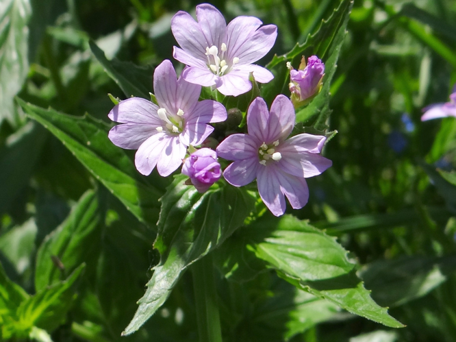 Epilobium roseum T69.2.jpg &copy; Jerzy Opioła