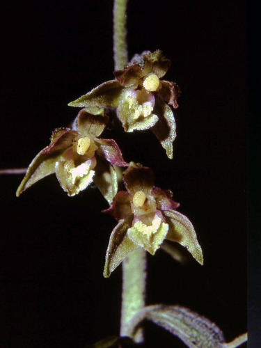 Epipactis microphylla Saarland 02.jpg &copy; Orchi