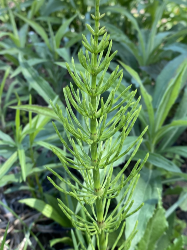 Equisetum arvense 126536963.jpg &copy; botany08