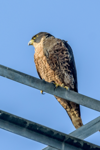 Peregrine Falcon Nepal.jpg &copy; Creepanta