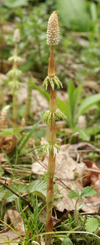 Equisetum sylvaticum 240405.jpg &copy; Commons