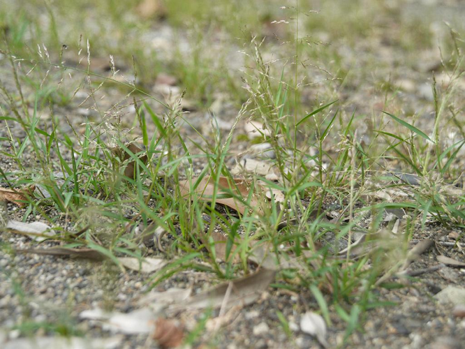 Eragrostis multicaulis niwahkr01.jpg &copy; keisotyo