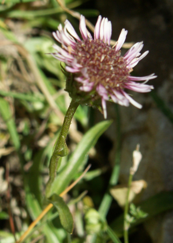 Erigeron alpinus07.jpg &copy; Commons