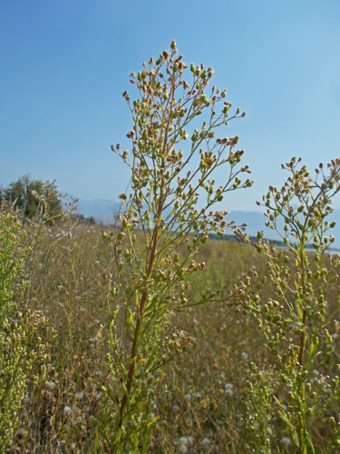 2015.08.22 11.27.13 DSCN2872 - Flickr - andrey zharkikh.jpg &copy; Andrey Zharkikh from Salt Lake City, USA