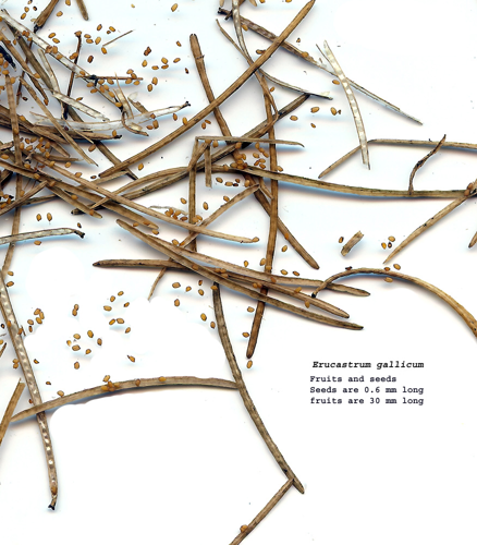 Erucastrum gallicum seeds.jpg &copy; Hardyplants at English Wikipedia