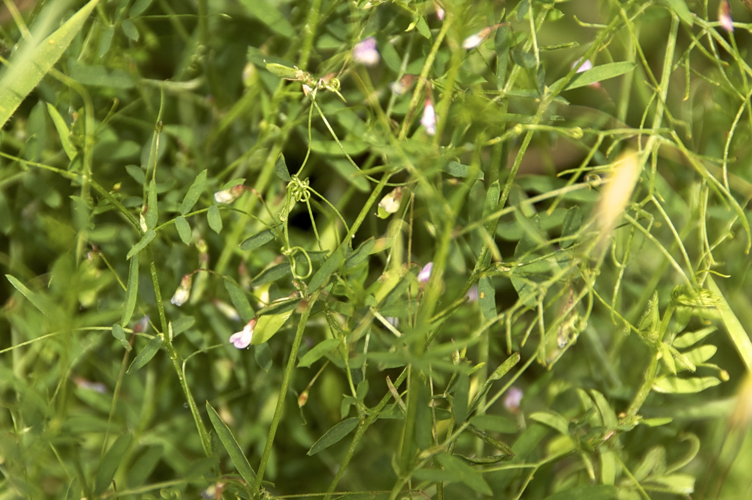 Ervum tetraspermum-4468.jpg &copy; Colsu