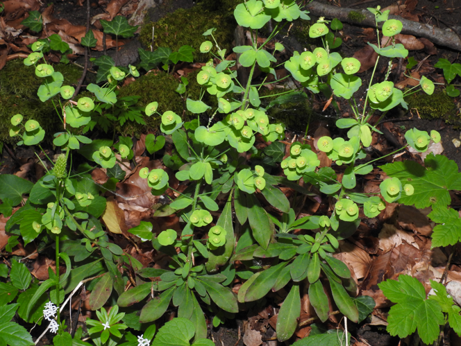 Euphorbia amygdaloides 4 RF.jpg &copy; Robert Flogaus-Faust