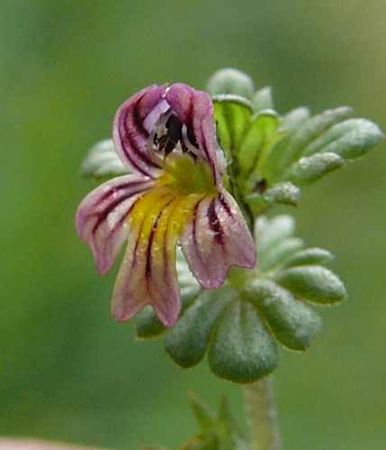 Euphrasia hirtella 210810b.jpg &copy; BerndH