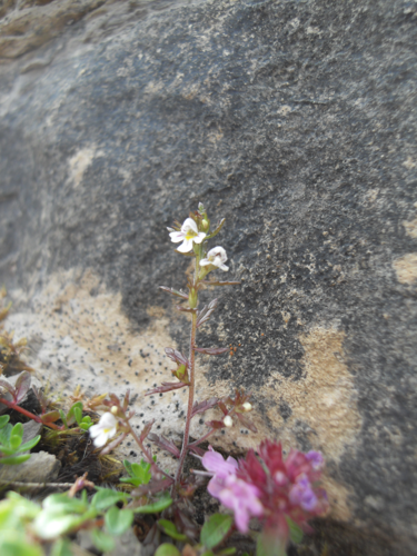 Euphrasia salisburgensis.JPG &copy; Wolffia