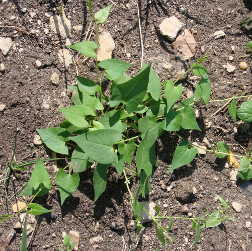 Fallopia convolvulus1pl.jpg &copy; Aung