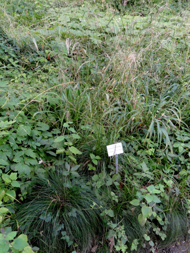 Festuca heterophylla - Botanical Garden, University of Frankfurt - DSC02592.JPG &copy; Daderot