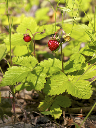 Fragaria vesca LC0389.jpg &copy; Jörg Hempel