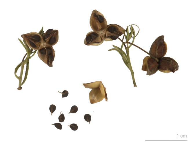 Fumana ericifolia MHNT.BOT.2007.40.142.jpg &copy; Roger Culos