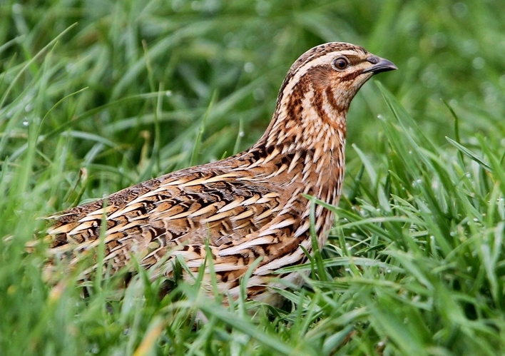 Coturnix coturnix, Fraunberg, Bayern, Deutschland 2, Ausschnitt.jpg &copy; christoph_moning