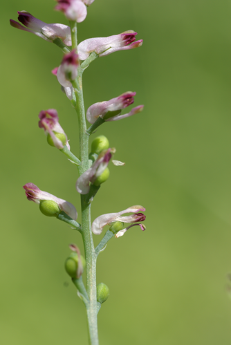 Fumaria vaillantii 4.JPG &copy; Rolf Engstrand