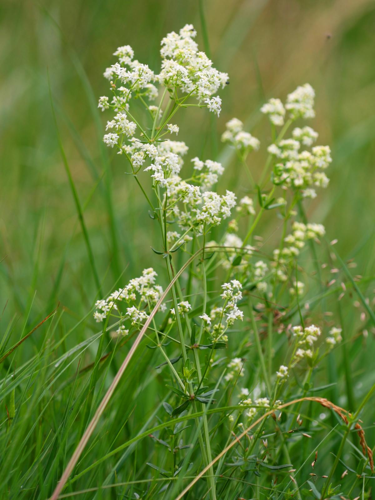 Galium boreale.jpeg &copy; Kristian Peters -- Fabelfroh 06:36, 2 July 2007 (UTC)