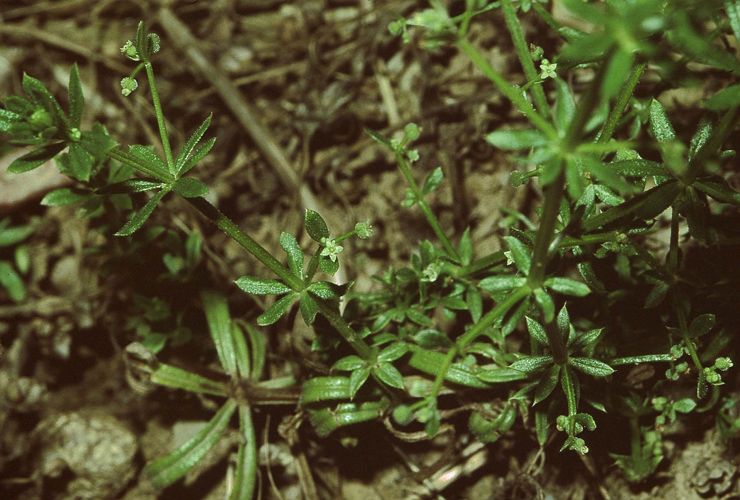 Galium spurium ssp vaillantii.jpg &copy; Commons
