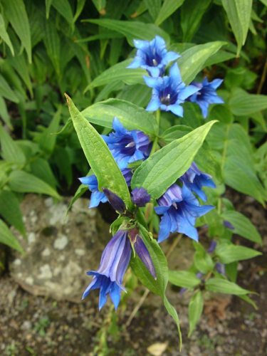 Willow gentian.jpg &copy; Steve1nova