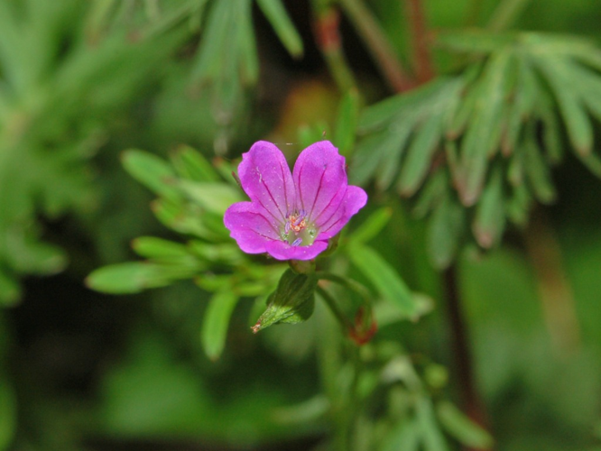 Geraniaceae - Geranium columbinum-1.JPG &copy; Hectonichus