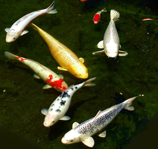 Six koi.jpg &copy; Stan Shebs