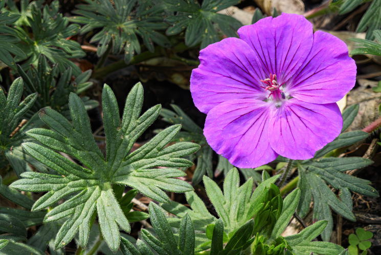 (MHNT) Geranium sanguineum - Flower and leaf - Les Martels, Giroussens Tarn.jpg &copy; Didier Descouens