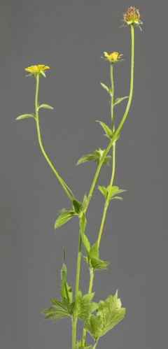 (MHNT) Geum urbanum - Habit.jpg &copy; Didier Descouens