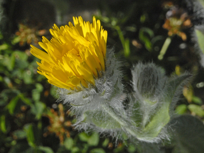 Asteraceae - Hieracium villosum.jpg &copy; Hectonichus