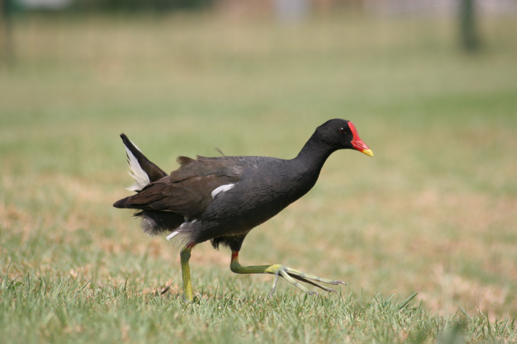 Gallinula chloropus meridionalis Modderfontein.jpg &copy; Monkey Boy from Johannesburg, South Africa