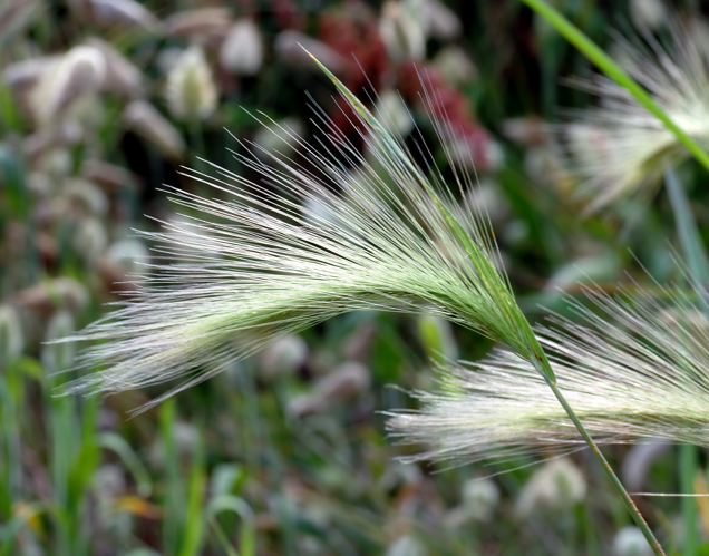 Hordeum jubatum - close-up (aka).jpg &copy; André Karwath aka Aka