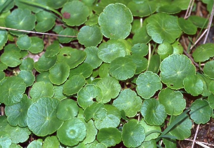 HydrocotyleVulgaris.jpg &copy; Commons