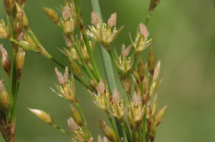 Juncus inflexus (Grau-Simse) IMG 26459.JPG &copy; HermannSchachner