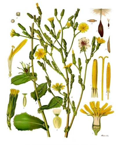 Lactuca virosa - Köhler–s Medizinal-Pflanzen-213.jpg &copy; Franz Eugen Köhler, Köhler's Medizinal-Pflanzen