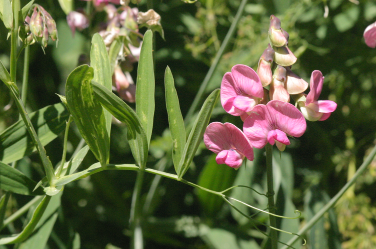 Lathyrus heterophyllus (Platterbse) IMG 28683.JPG &copy; HermannSchachner