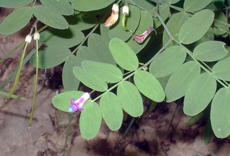 Lathyrus niger eF.jpg &copy; Commons