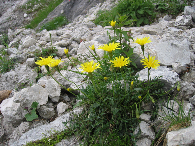 Leontodon hispidus hyoseroides.jpg &copy; User:Tigerente