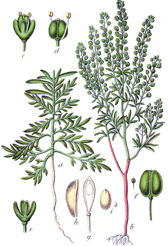 Lepidium ruderale Sturm21.jpg &copy; Johann Georg Sturm (Painter: Jacob Sturm)
