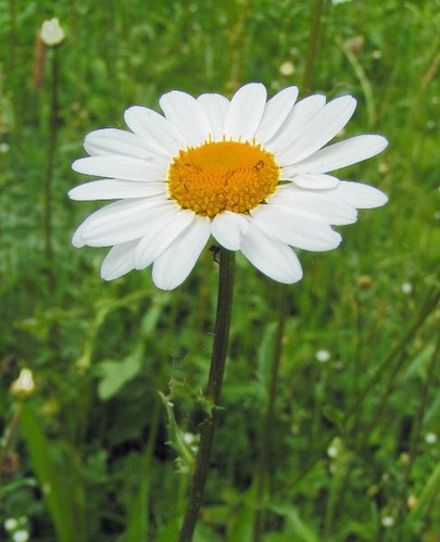 Leucanthemum-vulgare01.jpg &copy; Commons