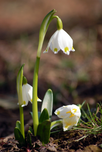Leucojum vernum close up.jpg &copy; Smihael