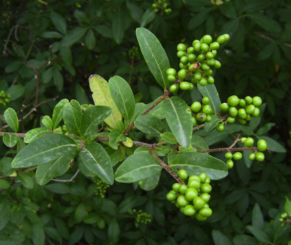 Olivereta amb fruit verds.JPG &copy; Victor M. Vicente Selvas
