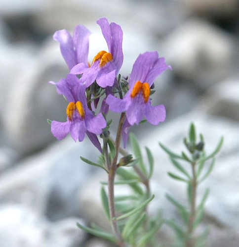 Linaria.alpina.web.jpg &copy; Commons