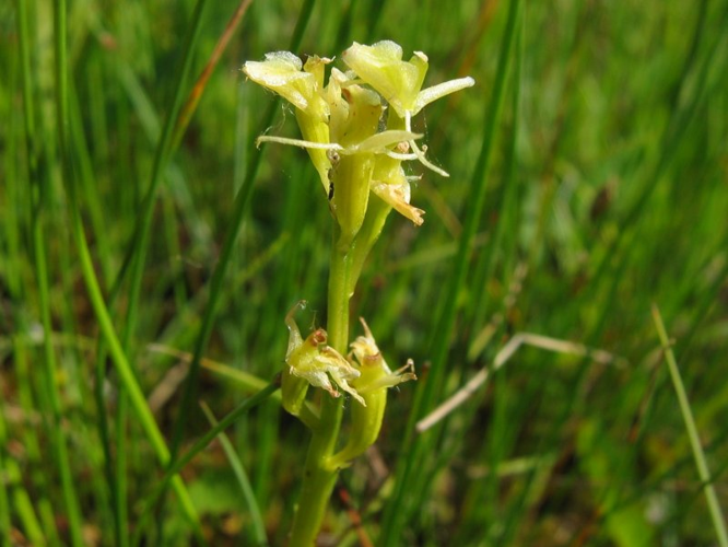 Liparis loeselii detail.jpeg &copy; Kristian Peters -- Fabelfroh 07:12, 30 October 2006 (UTC)