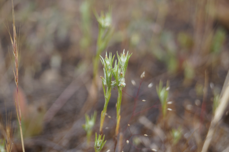 Logfia gallica 3 (14289082519).jpg &copy; Pato Novoa from Valparaíso, Chile